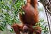 Orang-Utan im Kleinkindalter spielt mit seinem Essen von Anges van der Logt