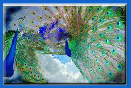 Peacocks in Clouds by Christiane Behrmann