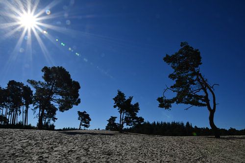 Hitte in de Sahara, zandverstuiving bij Ommen