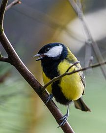 Cheerful bright yellow Great Tit on a branch by Maarten Oerlemans