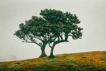 Feeëriek duo bomen op een mistige helling V | Fanal | Madeira | Reisfotografie van Daan Duvillier | Dsquared Photography