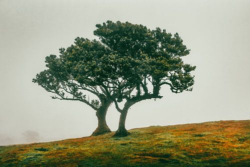 Feenhaftes Baumduo an einem nebligen Hang V | Fanal | Madeira | Reisefotografie