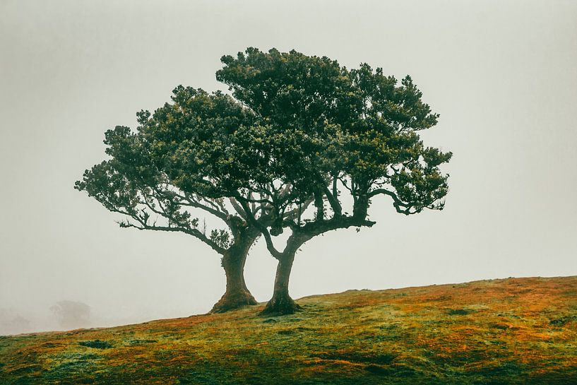 Feeëriek duo bomen op een mistige helling V | Fanal | Madeira | Reisfotografie van Daan Duvillier | Regio in de Kijker