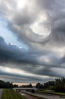 Undulatus