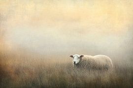 Schaap in mistige weide van Imperial Art House