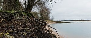 Baumwurzeln am Strand von Waal