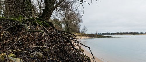 boomwortels aan het Waalstrand
