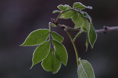 grüne hängende Blätter