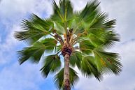 Blick auf eine traumhafte Palme auf den Seychellen  vor einem blauen Himmel mit kleinen Wolken von MPfoto71 Miniaturansicht