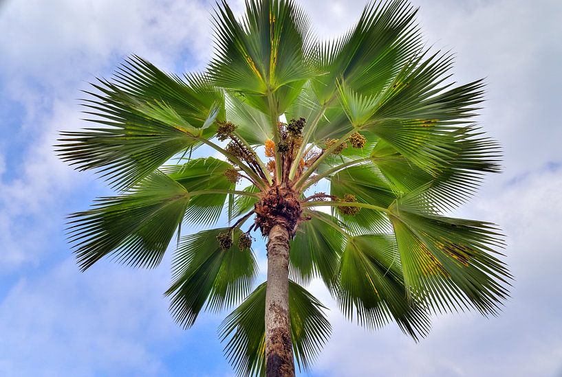 Blick auf eine traumhafte Palme auf den Seychellen  vor einem blauen Himmel mit kleinen Wolken von MPfoto71