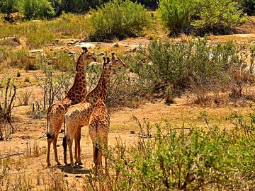 Giraffen in het Krugerpark Zuid Afrika van Truus Hagen