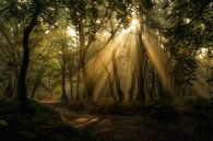Sun harps in the forest by Moetwil en van Dijk - Fotografie thumbnail
