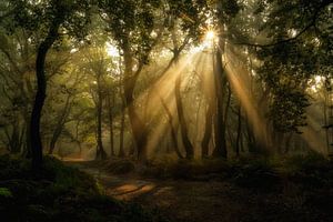 Les harpes du soleil dans la forêt sur Moetwil en van Dijk - Fotografie