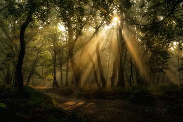 Les harpes du soleil dans la forêt