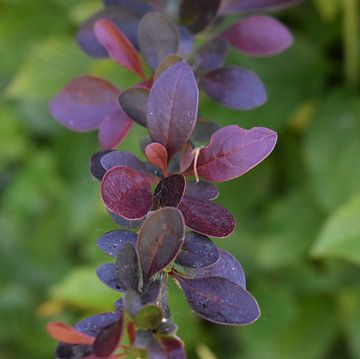Eine violette Pflanze