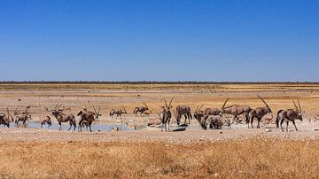 Oryx-antilopen in Namibië van Roland Brack