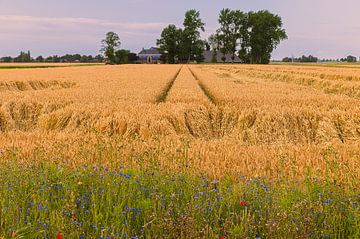 Het Groninger landschap bij Thesinge van Henk Meijer Photography