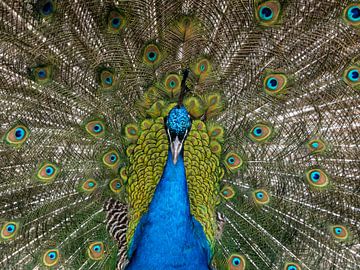 Peacock with feathers by Maikel Brands