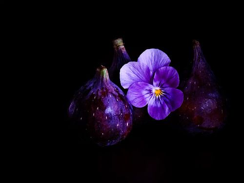 Violette Harmonie von Beate Pique