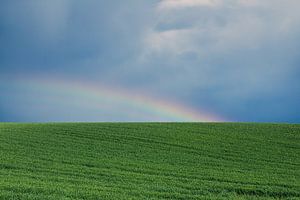 Heldergroen weideland met donkere welken en regenboog | Landschap