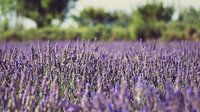 Field of lavender van Laura Vink thumbnail