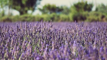 Field of lavender van Laura Vink