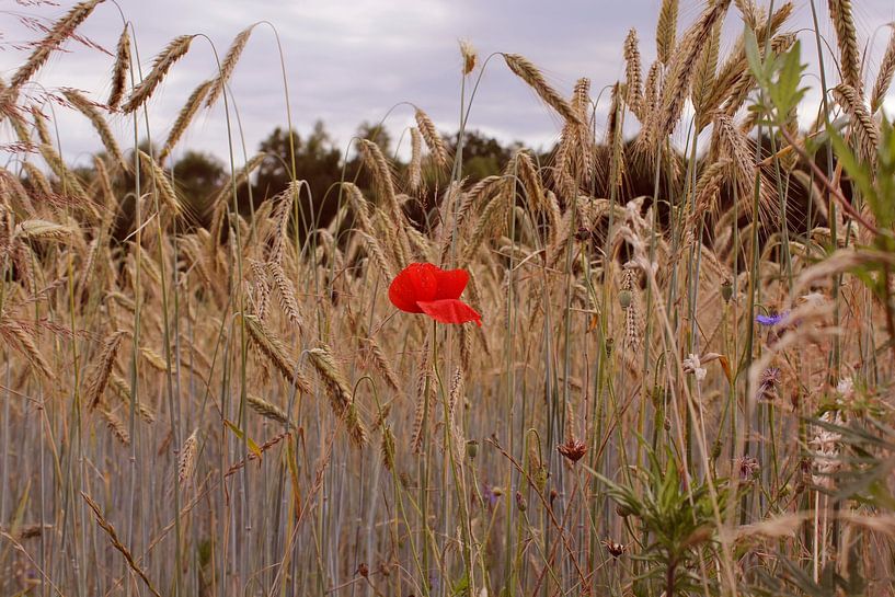 Mohn umgeben von Getreide von Nicole Girrbach