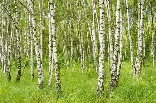 Birches by Violetta Honkisz
