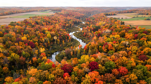 The Breathing Forest: An Aerial Autumn Canopy