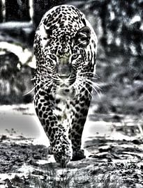 Kat achtig von David Pichler