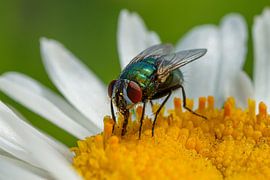 Fliege von Joachim Neumann