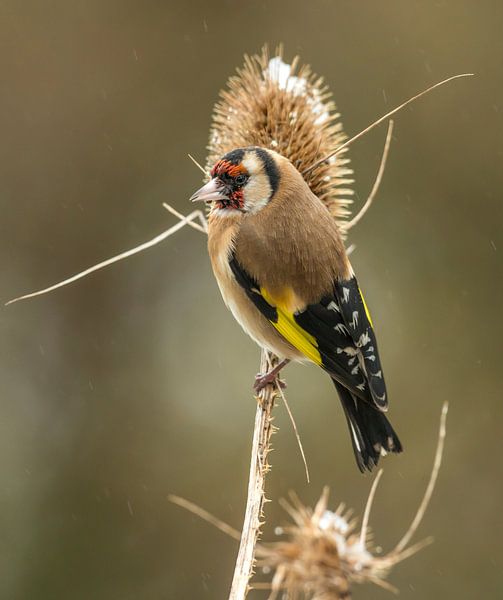 Stieglitz auf Narzisse von Harry Punter