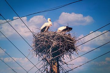 Ooievaars in hun nest hoog op een elektriciteitspaal van Jakob Baranowski - Photography - Video - Photoshop