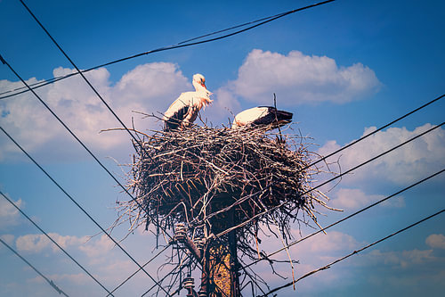 Ooievaars in hun nest hoog op een elektriciteitspaal