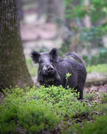 Wild boar in the Veluwe by Tom Zwerver