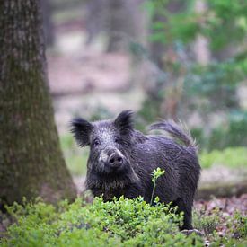 Sanglier dans la Veluwe sur Tom Zwerver