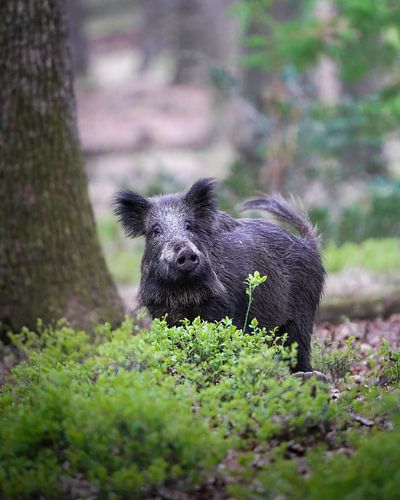 Wild zwijn op de Veluwe