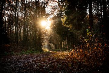 magisch herfst licht in het bos van mandy vd Weerd