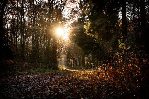 magisch herfst licht in het bos