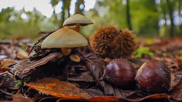 Paquet d'automne sur A.E.J. Vellekoop