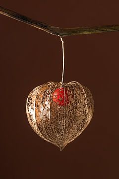 Goudkleurig lampionnetje hangend aan een takje van Marjolijn van den Berg