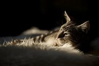 Huisdier / kat / kitten relaxen in de zon van Ramon Siahaya thumbnail