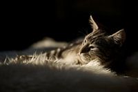 Huisdier / kat / kitten relaxen in de zon