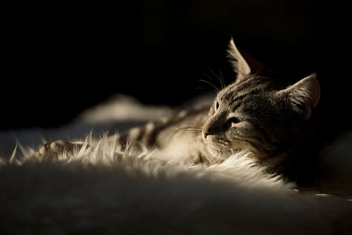 Chilling in the sun