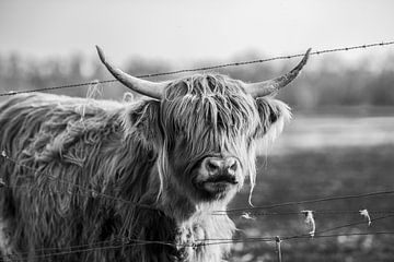 Scottish Highlander by Steven Dijkshoorn