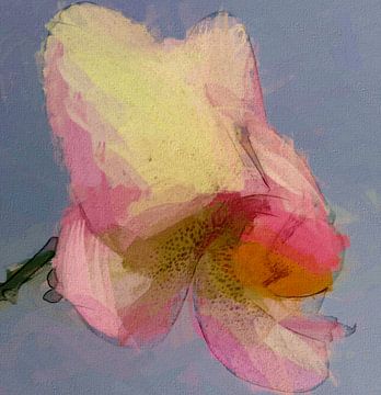 Orchid III by Kay Weber
