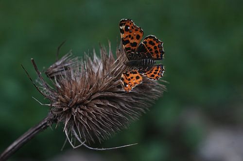Schmetterling auf getrockneter Blume