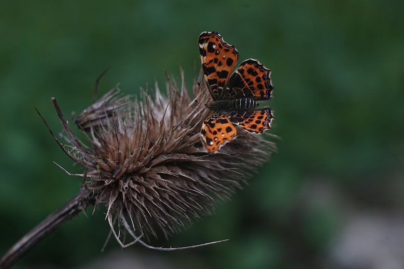 Papillon sur fleur séchée par Timothy Smits