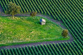 Nature lines by Pien Boelen