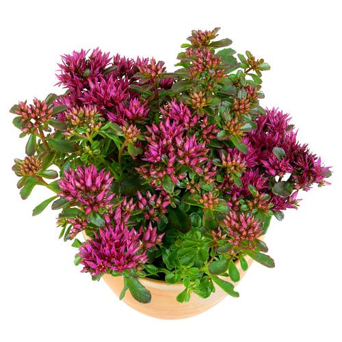 Fleurs violettes de Sedum Spurium dans un pot de fleurs sur fond blanc
